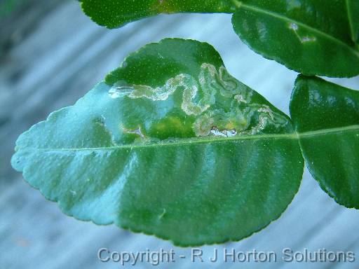 Citrus leaf miner 